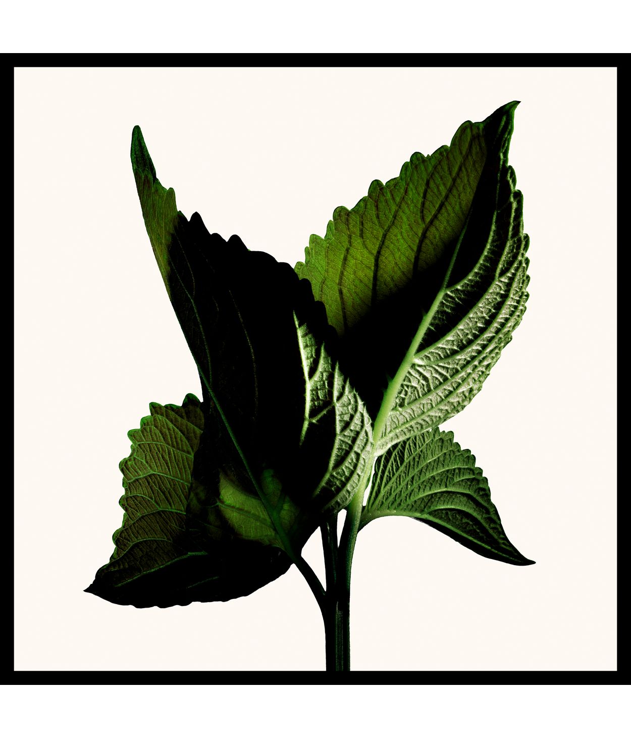 TOM FORD Black Orchid Reserve