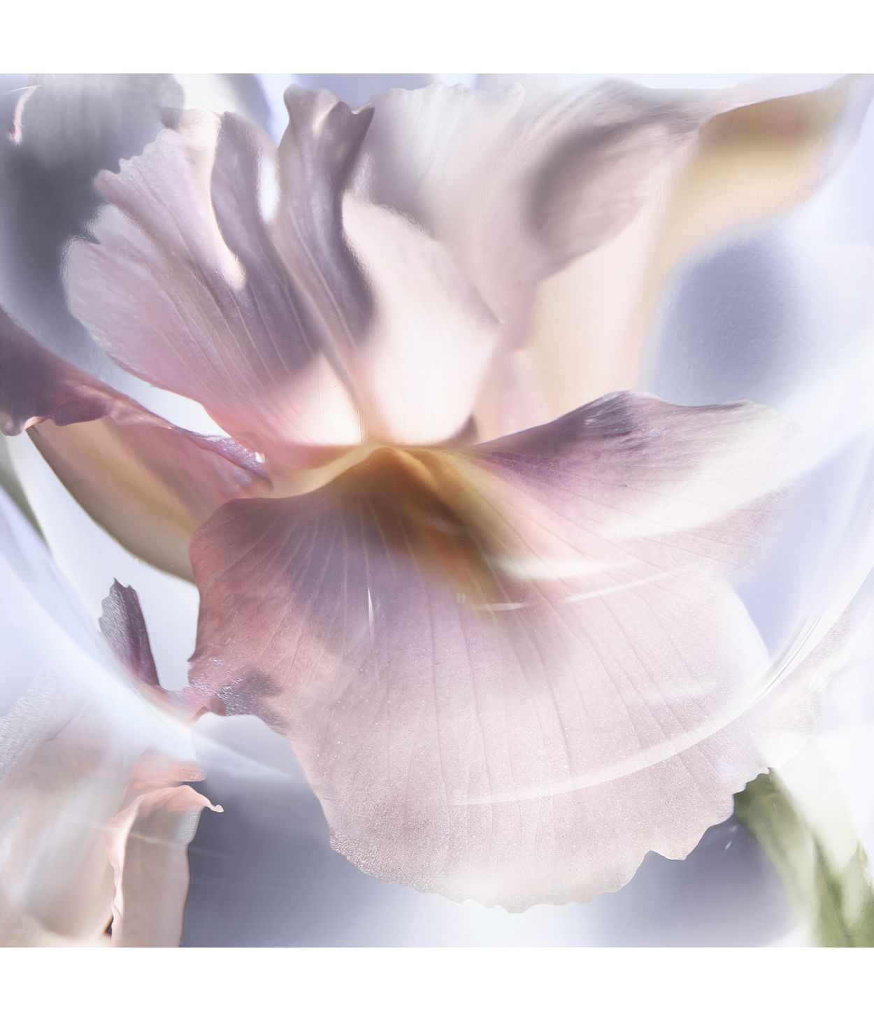 LANCOME La vie est Belle Iris Absolu Eau de Parfum