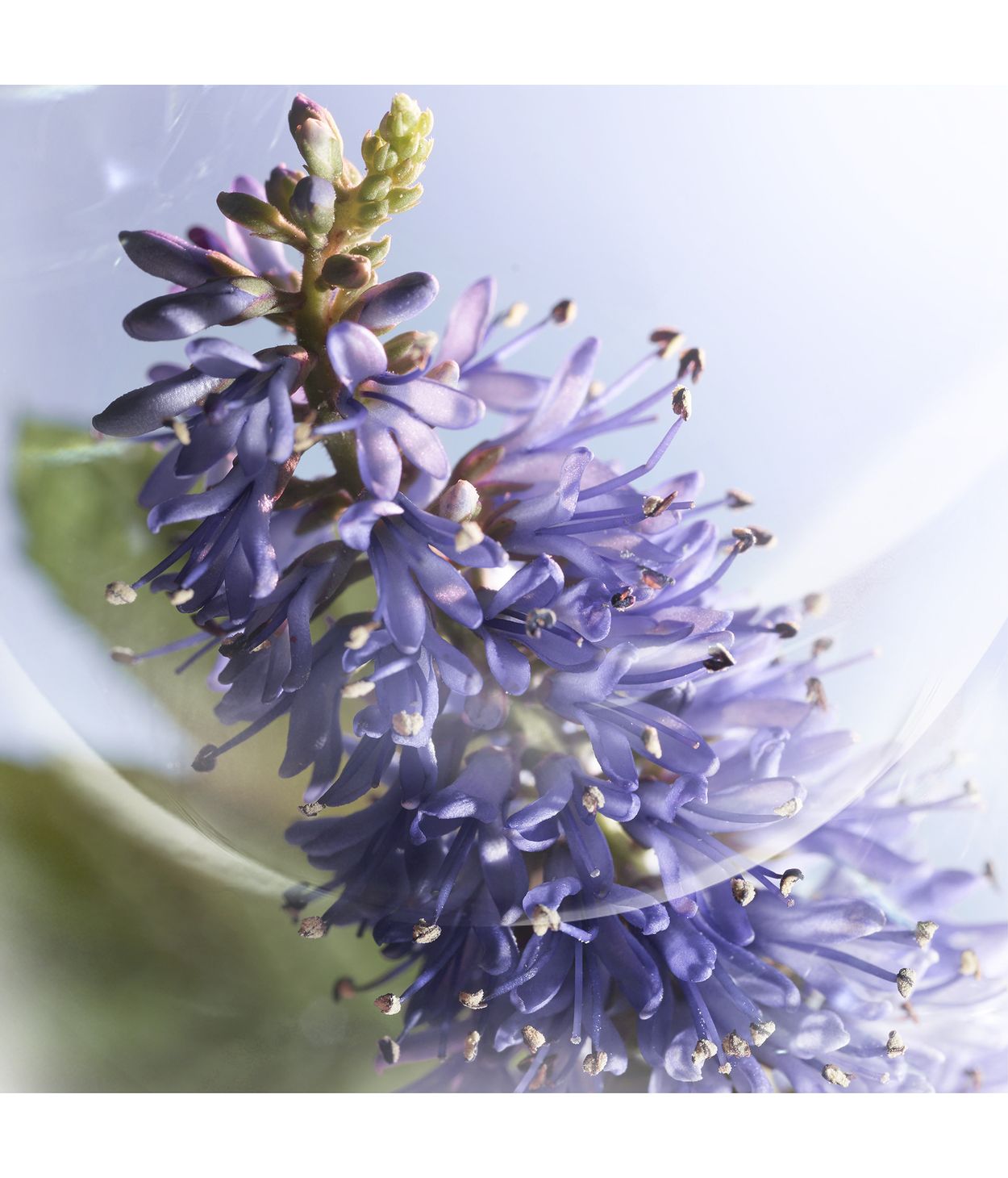 LANCOME La vie est Belle Iris Absolu Eau de Parfum