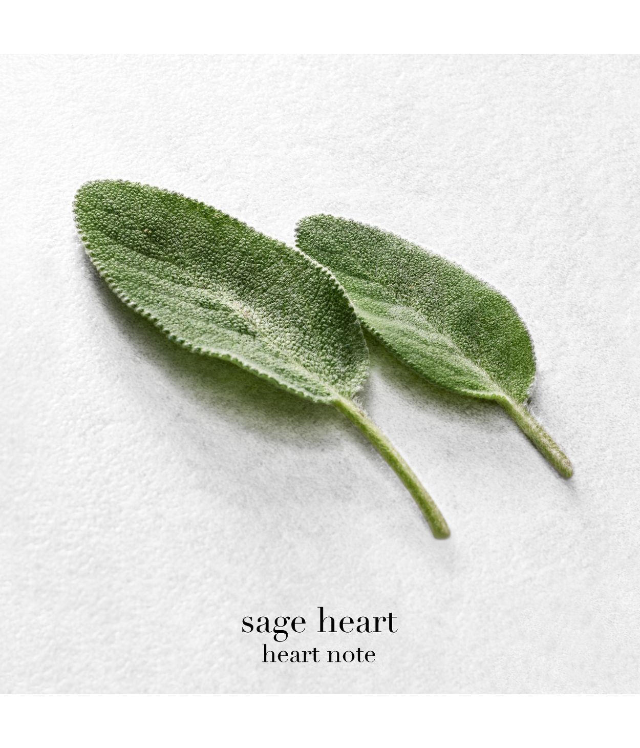 Armani Acqua di Giò Eau de Parfum