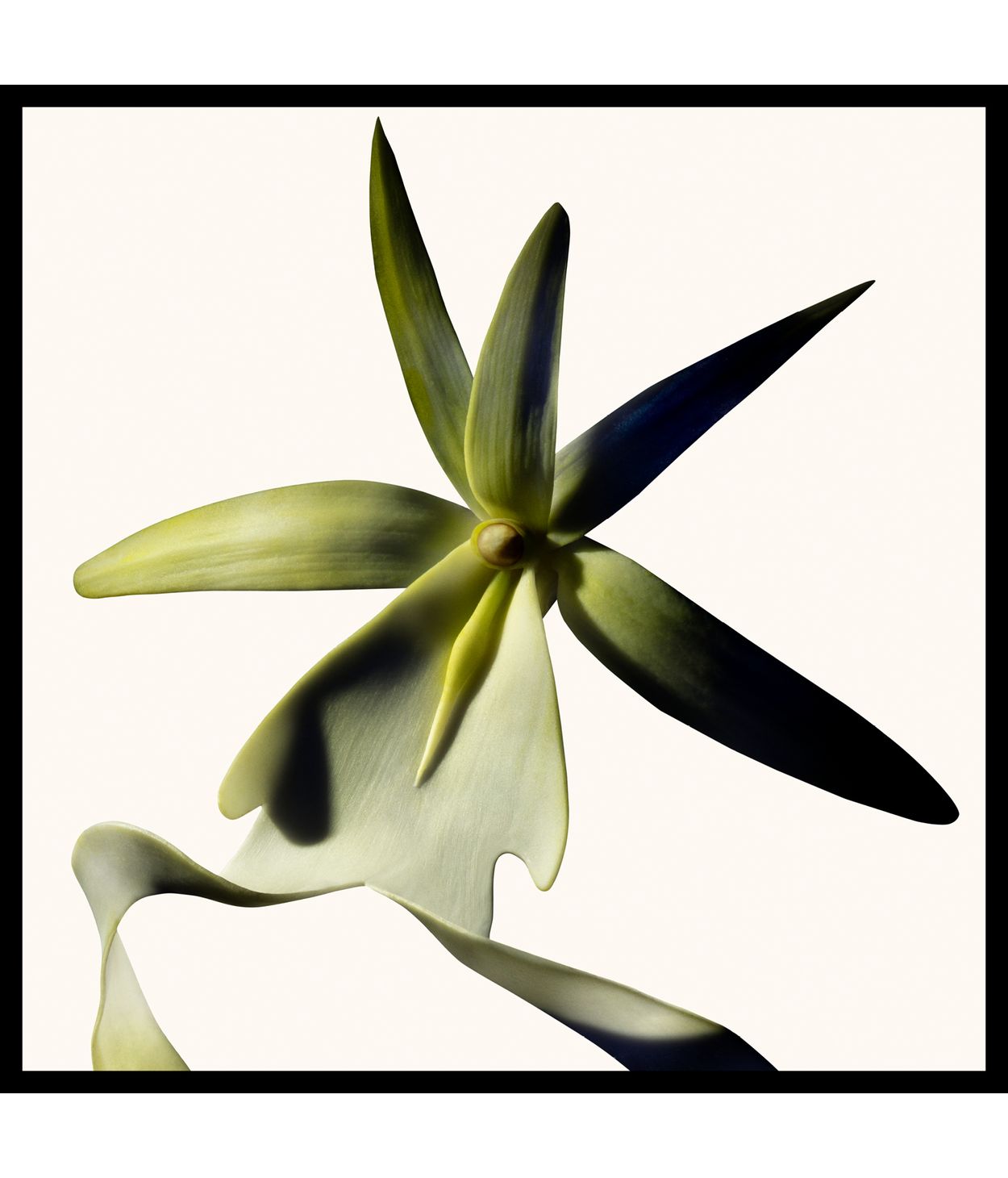 TOM FORD Black Orchid Reserve