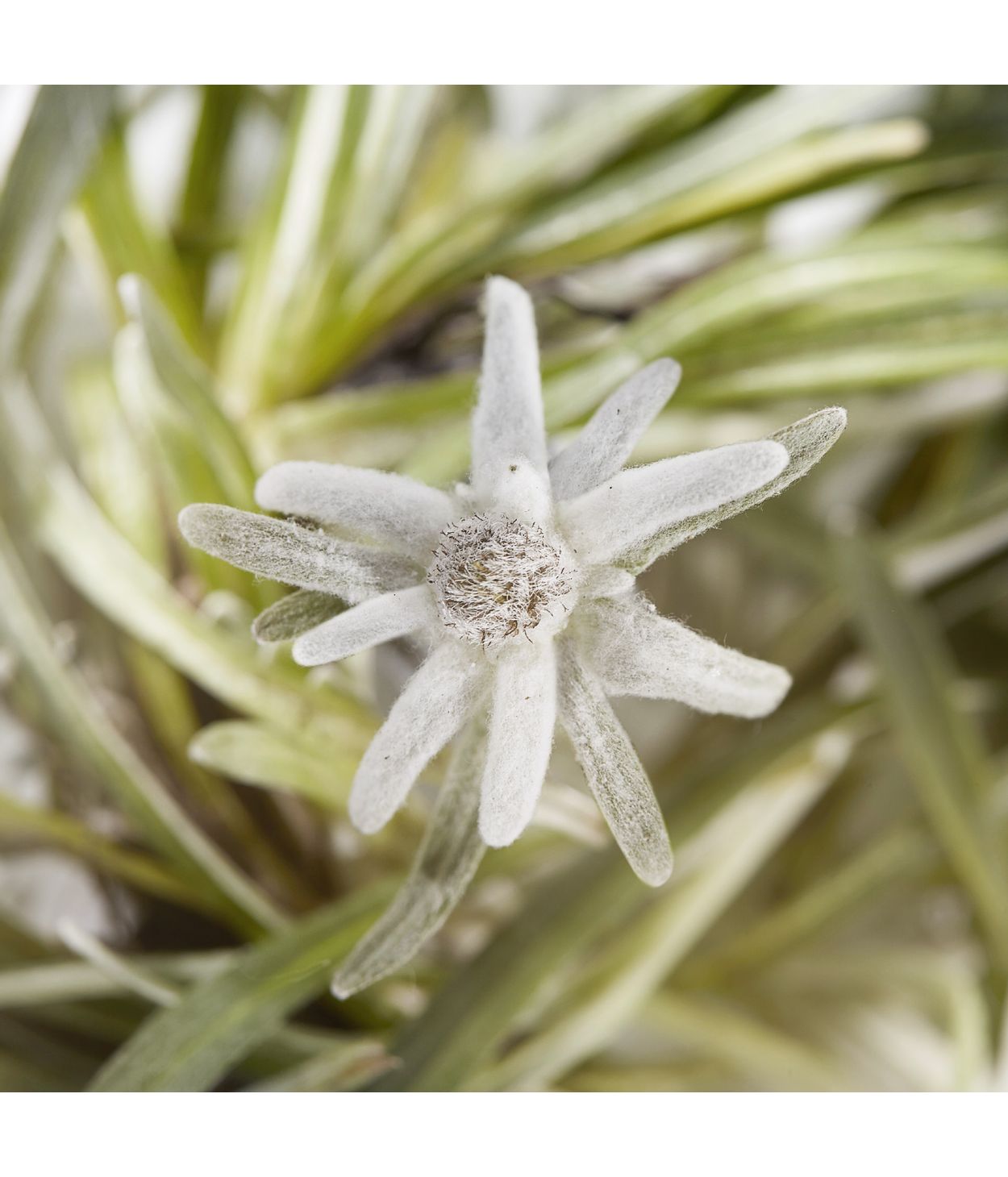 Helena Rubinstein Prodigy Cellglow Concentrat 50ml