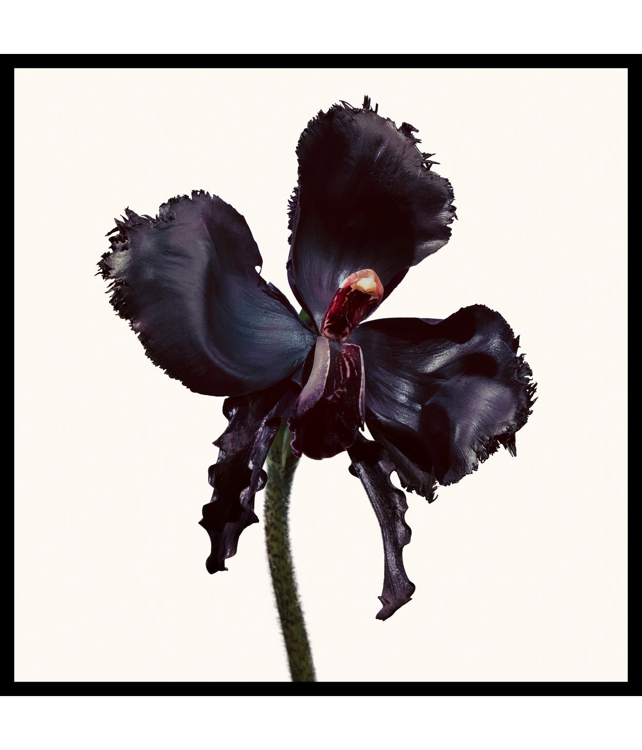 TOM FORD Black Orchid Reserve